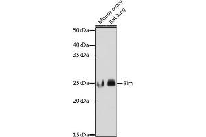 Western blot analysis of extracts of various cell lines, using Bim antibody (ABIN7265862) at 1:1000 dilution. (BIM 抗体)