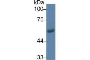 Detection of GLUT1 in Human Saliva using Monoclonal Antibody to Glucose Transporter 1 (GLUT1) (GLUT1 抗体  (AA 251-329))