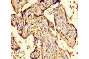 Immunohistochemistry of paraffin-embedded human placenta tissue using ABIN7162269 at dilution of 1:100 (ORC4 抗体  (AA 1-436))