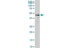 Western Blotting (WB) image for anti-Cleavage and Polyadenylation Specific Factor 6, 68kDa (CPSF6) (AA 37-136) antibody (ABIN524445)