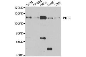 Western blot analysis of extracts of various cell lines, using INTS6 antibody. (INTS6 抗体  (AA 1-280))