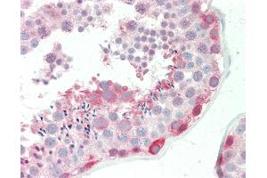 Anti-BAG6 / G3 / Scythe antibody IHC staining of human testis. (BAT3 抗体  (AA 943-992))