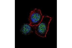 Confocal immunofluorescent analysis of JMJD3 Antibody (N-term) (ABIN387862 and ABIN2844039) with Hela cell followed by Alexa Fluor 488-conjugated goat anti-rabbit lgG (green). (Kdm6b 抗体  (N-Term))