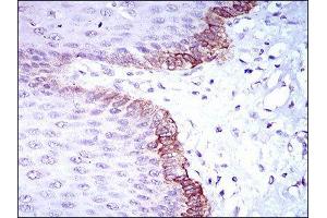 Immunohistochemistry (IHC) image for anti-Breast Cancer 1 (BRCA1) (AA 229-335) antibody (ABIN1846101) (BRCA1 抗体  (AA 229-335))