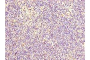 Immunohistochemistry of paraffin-embedded human thymus tissue using ABIN7165378 at dilution of 1:100 (FAM124A 抗体  (AA 1-300))