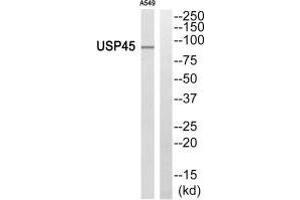 Western blot analysis of extracts from A549 cells, using USP45 antibody. (USP45 抗体)
