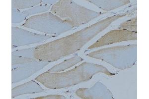 ABIN6275045 at 1/100 staining Mouse muscle tissue by IHC-P. (ATG4C 抗体  (N-Term))