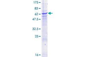 Image no. 1 for Signaling Lymphocytic Activation Molecule Family Member 1 (SLAMF1) (AA 1-335) protein (GST tag) (ABIN1320104) (SLAMF1 Protein (AA 1-335) (GST tag))