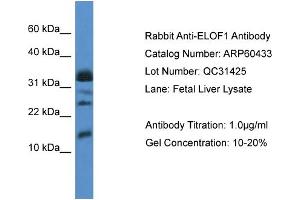 Western Blotting (WB) image for anti-Elongation Factor 1 Homolog (ELOF1) (Middle Region) antibody (ABIN786165) (ELOF1 抗体  (Middle Region))