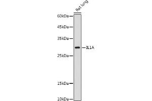 Western blot analysis of extracts of Rat lung, using IL1A antibody (ABIN6129280, ABIN6142331, ABIN6142332 and ABIN6217051) at 1:1000 dilution. (IL1A 抗体  (AA 112-271))