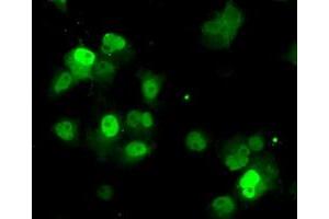 Immunofluorescence (IF) image for anti-Protein Phosphatase Methylesterase 1 (PPME1) antibody (ABIN1500297) (PPME1 抗体)