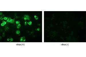 Immunofluorescence detection of baculovirus infected cells. (Baculovirus Envelope gp64 抗体)