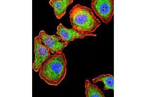 Immunofluorescence (IF) image for anti-serpin Peptidase Inhibitor, Clade A (Alpha-1 Antiproteinase, Antitrypsin), Member 1 (SERPINA1) (AA 23-237) antibody (ABIN5542585)