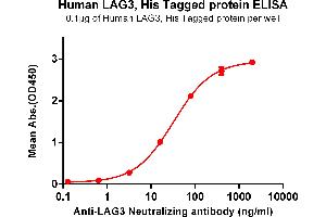ELISA plate pre-coated by 1 μg/mL (100 μL/well) Human LAG3 , His tagged protein (ABIN6964105) can bind Anti-LAG3 Neutralizing antibody in a linear range of 16-80 ng/mL. (LAG3 Protein (His tag))