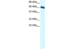WB Suggested Anti-FOXC2 Antibody Titration:  1. (FOXC2 抗体  (Middle Region))