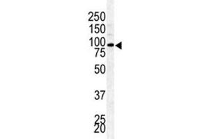 Western blot analysis of BAP1 antibody and mouse testis lysate (BAP1 抗体  (AA 36-66))