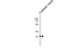 Western blot analysis of lysate from human skeletal muscle tissue lysate, using OLIG3 Antibody (Center) (ABIN6242510 and ABIN6577732). (OLIG3 抗体  (AA 161-196))