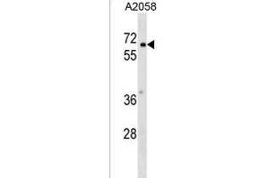 PYRD2 Antibody (N-term) (ABIN1539424 and ABIN2849673) western blot analysis in  cell line lysates (35 μg/lane). (PYROXD2 抗体  (N-Term))