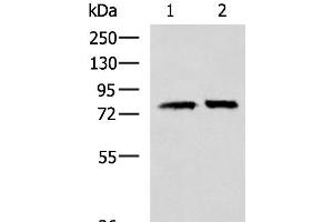 Western blot analysis of 293T cell lysates using PADI4 Polyclonal Antibody at dilution of 1:400 (PAD4 抗体)