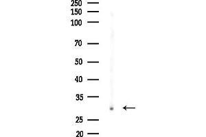 Western blot analysis of lysates from Mouse testis, using SPC25 Antibody at 1/1000 dilution.