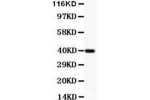 Anti-IKK alpha Picoband antibody,  All lanes: Anti IKKA  at 0. (IKK alpha 抗体  (AA 411-745))