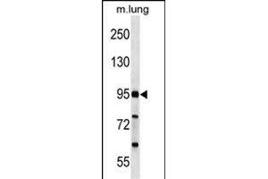FCHO2 Antibody (Center) (ABIN1537842 and ABIN2849533) western blot analysis in mouse lung tissue lysates (35 μg/lane). (FCHO2 抗体  (AA 137-165))