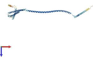 AlphaFold protein structure predicition of Mouse Recombinant Ccdc113 Protein, UniprotID Q8C5T8