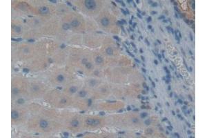 IHC-P analysis of Human Liver Tissue, with DAB staining. (GLRX3 抗体  (AA 144-234))