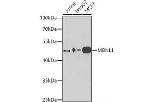 Western blot analysis of extracts of various cell lines using MBNL1 Polyclonal Antibody at dilution of 1:1000. (MBNL1 抗体)