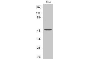 Western Blotting (WB) image for anti-Nuclear Transcription Factor Y, gamma (NFYC) (N-Term) antibody (ABIN3176317) (NFYC 抗体  (N-Term))
