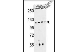 Western blot analysis of RPGRIP1 Antibody (Center) (ABIN652816 and ABIN2842532) in HL-60, K562, MDA-M, Jurkat cell line lysates (35 μg/lane). (RPGRIP1 抗体  (AA 530-557))