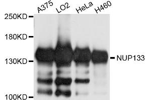 Western blot analysis of extracts of various cell lines, using NUP133 antibody. (NUP133 抗体)