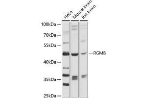 Western blot analysis of extracts of various cell lines, using RGMB antibody (ABIN6128629, ABIN6146908, ABIN6146909 and ABIN6216641) at 1:3000 dilution. (RGMB 抗体  (AA 210-453))