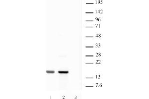 Histone H2AX pAb tested by Western blot. (H2AFX 抗体  (C-Term))