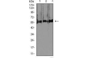 Western blot analysis using RBFOX3 mouse mAb against C2C12 (1), RAW264. (NeuN 抗体  (AA 1-140))