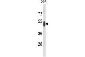 Western blot analysis of RBBP7 Antibody (N-term) in 293 cell line lysates (35ug/lane). (RBBP7 抗体  (N-Term))