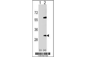 Western blot analysis of SNF8 using rabbit polyclonal SNF8 Antibody using 293 cell lysates (2 ug/lane) either nontransfected (Lane 1) or transiently transfected (Lane 2) with the SNF8 gene. (SNF8 抗体  (N-Term))