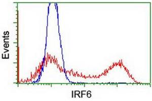 HEK293T cells transfected with either RC201579 overexpress plasmid (Red) or empty vector control plasmid (Blue) were immunostained by anti-IRF6 antibody (ABIN2454917), and then analyzed by flow cytometry. (IRF6 抗体)