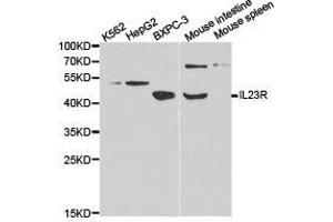 Western Blotting (WB) image for anti-Interleukin 23 Receptor (IL23R) antibody (ABIN1873208) (IL23R 抗体)