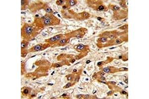 Immunohistochemistry (IHC) image for anti-BCL2-Associated X Protein (BAX) (AA 41-76) antibody (ABIN3030145)