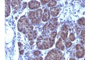 Formalin-fixed, paraffin-embedded human Pancreas stained with GLG1 Monoclonal Antibody (GLG1/970). (GLG1 抗体)