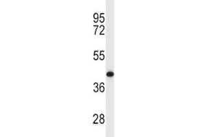 MCL1 antibody western blot analysis in Y79 lysate. (MCL-1 抗体  (AA 217-245))