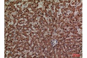 Immunohistochemistry (IHC) analysis of paraffin-embedded Human Liver, antibody was diluted at 1:100. (Adrenomedullin 抗体  (Internal Region))