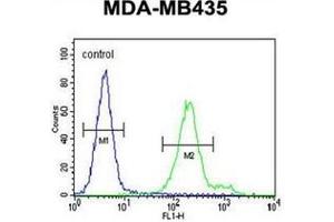 Flow cytometric analysis of MDA-MB435 cells using OR6V1 Antibody (C-term) Cat. (OR6V1 抗体  (C-Term))