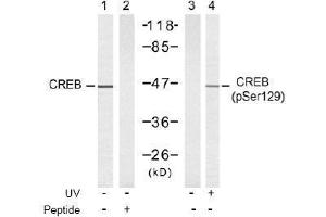 Image no. 2 for anti-cAMP Responsive Element Binding Protein 1 (CREB1) (pSer129) antibody (ABIN197039) (CREB1 抗体  (pSer129))