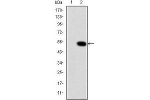 Western blot analysis using CRK mAb against HEK293 (1) and CRK(AA: 1-204)-hIgGFc transfected HEK293 (2) cell lysate.