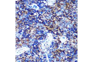 Immunohistochemistry of paraffin-embedded Rat spleen using HEBP2 Rabbit pAb (ABIN7267604) at dilution of 1:100 (40x lens). (HEBP2 抗体  (AA 1-205))