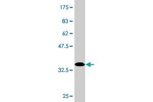 Western Blotting (WB) image for anti-Mitofusin 2 (MFN2) (AA 661-757) antibody (ABIN564263)