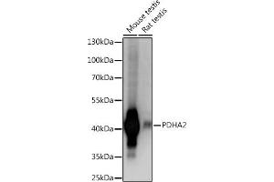 Western blot analysis of extracts of various cell lines, using PDH Rabbit pAb (ABIN7269771) at 1:1000 dilution. (PDHA2 抗体  (C-Term))