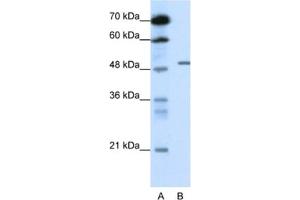 Western Blotting (WB) image for anti-gamma-aminobutyric Acid (GABA) A Receptor, beta 2 (GABRB2) antibody (ABIN2461088) (GABRB2 抗体)
